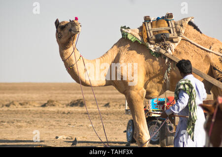 Rann di Kutch, Gujarat, India - circa 2018 : Colorfully decorato il cammello e il suo proprietario assieme in attesa per i turisti a fare un giro. Queste ca Foto Stock