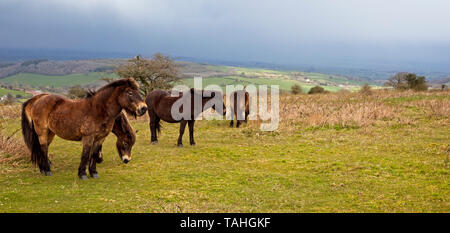 Exmoor pony, Quantock Hills. Il Somerset, Inghilterra, Regno Unito. Foto Stock