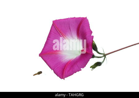 Unica gloria di mattina Convulvulus fiore su uno stelo Foto Stock