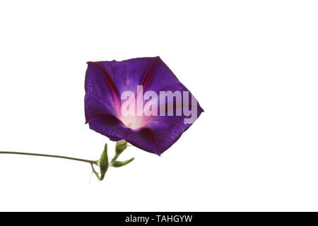 Unica gloria di mattina Convulvulus fiore su uno stelo Foto Stock