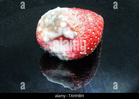 Le fragole con lo stampo. Bad frutta. Male le fragole. Foto Stock