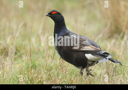 Un incredibile raro maschio di gallo forcello, Tetrao tetrix, alimentando i Mori di Durham Regno Unito in un giorno di pioggia. Foto Stock