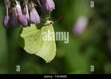 Un grazioso Brimstone Butterfly, Gonepteryx rhamni, nectaring su un fiore Comfrey. Foto Stock