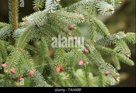 Un bel ramo di un abete, albero, Sitka, Picea sitchensis, cresce nei boschi nel Regno Unito. Foto Stock