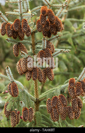 Un bel ramo di un abete, albero, Sitka, Picea sitchensis, cresce nei boschi nel Regno Unito. Foto Stock