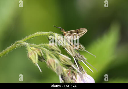 Una bella Mayfly, Ephemera vulgata, appollaiate su un fiore Comfrey in corrispondenza di un bordo di una veloce che scorre il fiume. Foto Stock