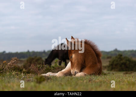 New Forest Foal che si posa Foto Stock