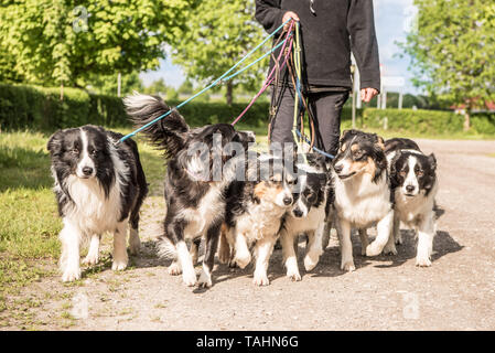 Donna cammina con molti cani al guinzaglio. Un pacco di obbediente Boder Collie a piedi su una strada con il loro proprietario. Foto Stock