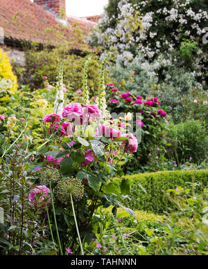 Rosa "Gertrude Jekyll', Allium Seedheads & in background 'Rambling Rector" Foto Stock