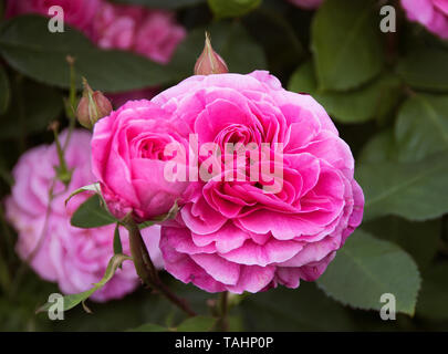 Rosa "Gertrude Jekyll' Foto Stock