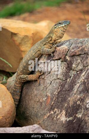 Rosenberg monitor (Varanus rosenbergi), Adulto, arrampicate su roccia, Parndana, Kangaroo Island, South Australia, Australia Foto Stock