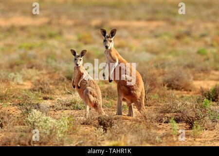 Canguro rosso (Macropus rufus), adulti con giovani, avviso Sturt National Park, New South Wales, Australia Foto Stock