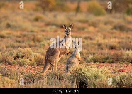 Canguro rosso (Macropus rufus), adulti con giovani, avviso Sturt National Park, New South Wales, Australia Foto Stock