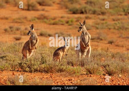 Rosso canguro gigante (Macropus rufus), animale famiglia con i giovani, avviso Sturt National Park, New South Wales, Australia Foto Stock