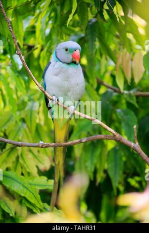 Blu-winged parrocchetto (Psittacula columboides), Adulto, siede su ramoscello, Mount Lofty, South Australia, Australia Foto Stock