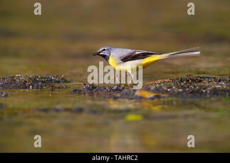 Un bel maschio adulto Wagtail grigio (Motacilla cinerea) in estate vicino a suo nido sul fiume Barle in Dulverton, Exmoor, Somerset, Inghilterra Foto Stock