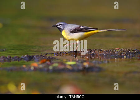Un bel maschio adulto Wagtail grigio (Motacilla cinerea) in estate vicino a suo nido sul fiume Barle in Dulverton, Exmoor, Somerset, Inghilterra Foto Stock