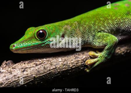 Koch gigante del giorno gecko (Phelsuma kochi), maschio sul ramo, animale ritratto, Ankarafantsika Parco Nazionale, Boeny, Madagascar Foto Stock