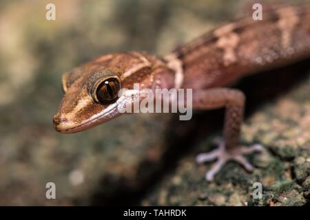 Paroedura stumpffi (Paroedura stumpffi), sul ramo, animale ritratto, Ankify, a nord-ovest del Madagascar, Madagascar Foto Stock