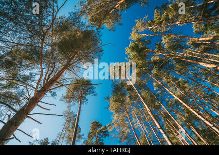 Cercando in pino bellissima foresta di conifere alberi boschi tettoia. Vista dal basso ampio angolo di sfondo. Vecchia Foresta di Greenwood. Pini Tronchi e rami. Foto Stock