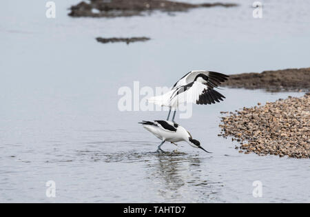 Avocet (Recurvirostra avosetta) mostrante l'aggressione di un altro Avocet Foto Stock