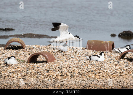 Avocet (Recurvirostra avosetta) mostrante l'aggressione di un comune Tern Foto Stock