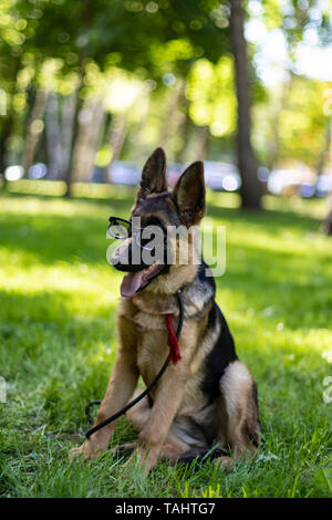 Cucciolo di cane ritratto in bicchieri. Nazionale tedesco di razza Pastore Pet in occhiali da sole. Giovane e sorridente curioso amico mostra la sua lingua. Bella estate Foto Stock