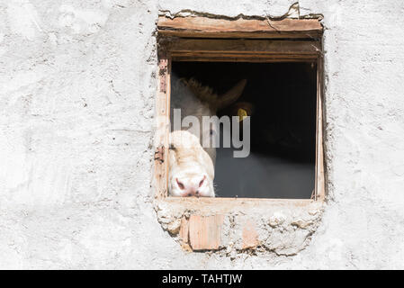 Peering vacca al di fuori di un fienile Foto Stock