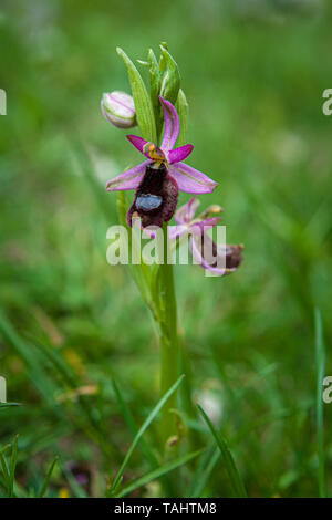 Fioritura di bertoloni bee orchid Foto Stock