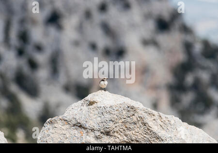 Finsch il culbianco (Oenanthe finschii) arroccata su una roccia - habitat tipico Foto Stock