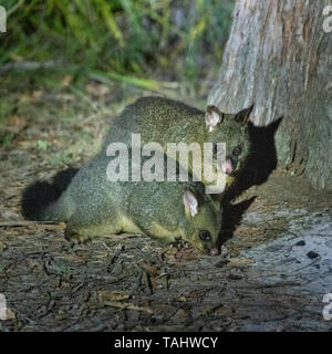 Brush-tailed Possum (Trichosurus johnstonii) Foto Stock