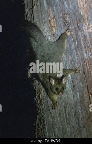 Brush-tailed Possum (Trichosurus johnstonii) Foto Stock