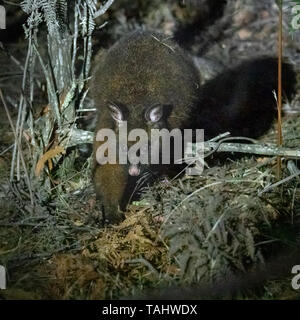 Brush-tailed Possum (Trichosurus johnstonii) Foto Stock