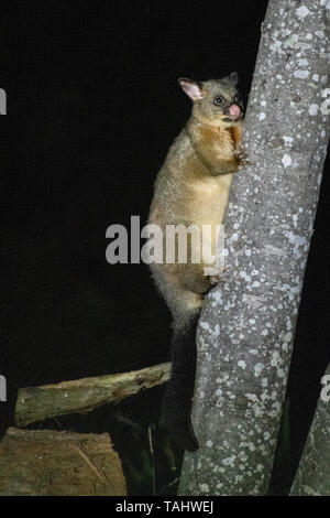 Brush-tailed Possum (Trichosurus johnstonii) Foto Stock