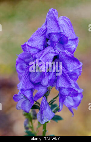 Blue Aconitum carmichaelii Arendsii Foto Stock