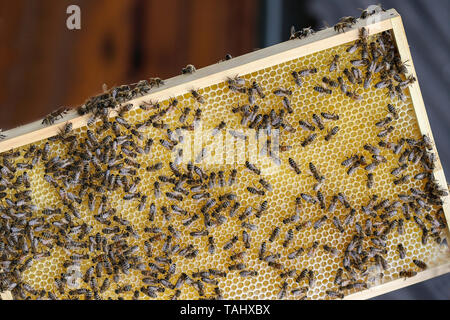 Apicoltore lavorare con le api nell'apiario. Foto Stock