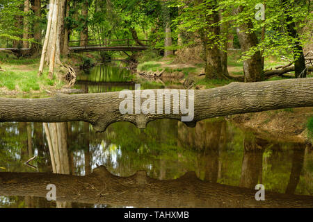 Tree che giace di fronte fiume Blackwater Rhinefield unità ornamentali la New Forest Hampshire England Regno Unito Foto Stock