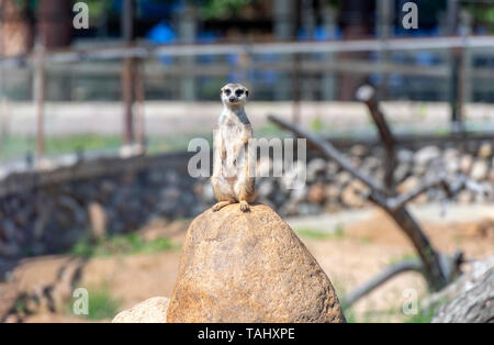 Meerkat o Suricata Suricatta - nativi africani animale ad un parco naturale Foto Stock