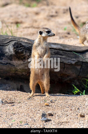 Meerkat o Suricata Suricatta - nativi africani animale ad un parco naturale Foto Stock