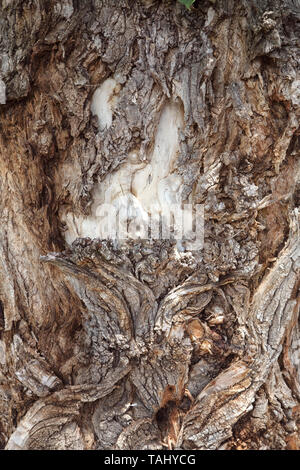 Ruvida corteccia di albero da vicino Foto Stock