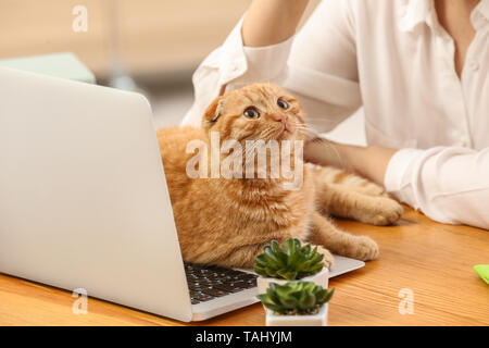 Giovane donna con simpatico gatto divertente lavorare a casa Foto Stock