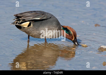 Comune (Teal Anas crecca), maschio di alimentazione (dedicarmi), Gloucestershire, Inghilterra, Regno Unito. Foto Stock