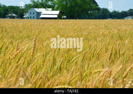 Guardando attraverso un campo di grano in un piccolo borgo rurale. Foto Stock