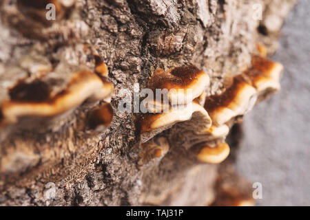 Funghi porcini o fungo su una struttura ad albero Foto Stock