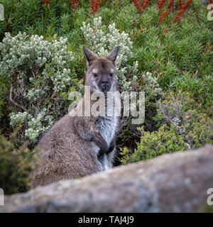 Il Bennett's Wallaby (Macropus rufogriseus), di Ben Lomond Park Foto Stock