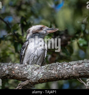 Kookaburra (Dacelo gigas), arroccato nella struttura ad albero Foto Stock