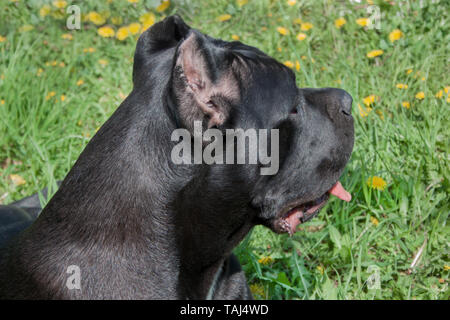 Cane corso cucciolo vicino. Cane corso italiano o italiano mastiff. Otto mesi. Gli animali da compagnia. Foto Stock