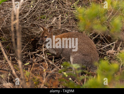 Bennetts Wallaby, Macropus rufogriseus rufogriseus, è trovato in Tasmania e sottospecie del rosso-un wallaby dal collo trovati sul continente australiano. Foto Stock