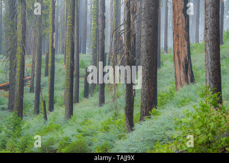 Conifere e la nebbia di mattina, Mariposa grove, Yosemite NP, California, USA, da Bill Lea/Dembinsky Foto Assoc Foto Stock