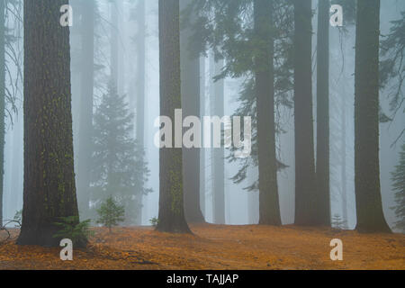 Conifere e la nebbia di mattina, Mariposa grove, Yosemite NP, California, USA, da Bill Lea/Dembinsky Foto Assoc Foto Stock